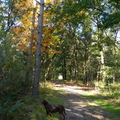 herfst in het bos 004